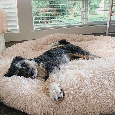 ca: <strong>Mr Fluffy Friend</strong> Stress Relieving Pet Bed 1-48 of 113 results for "<strong>mr fluffy friend</strong> stress relieving pet bed" Results Check each product page for other buying. . Mr fluffy friend amazon